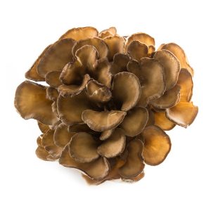 houba trsnatec lupenitý na bílém podkladu
